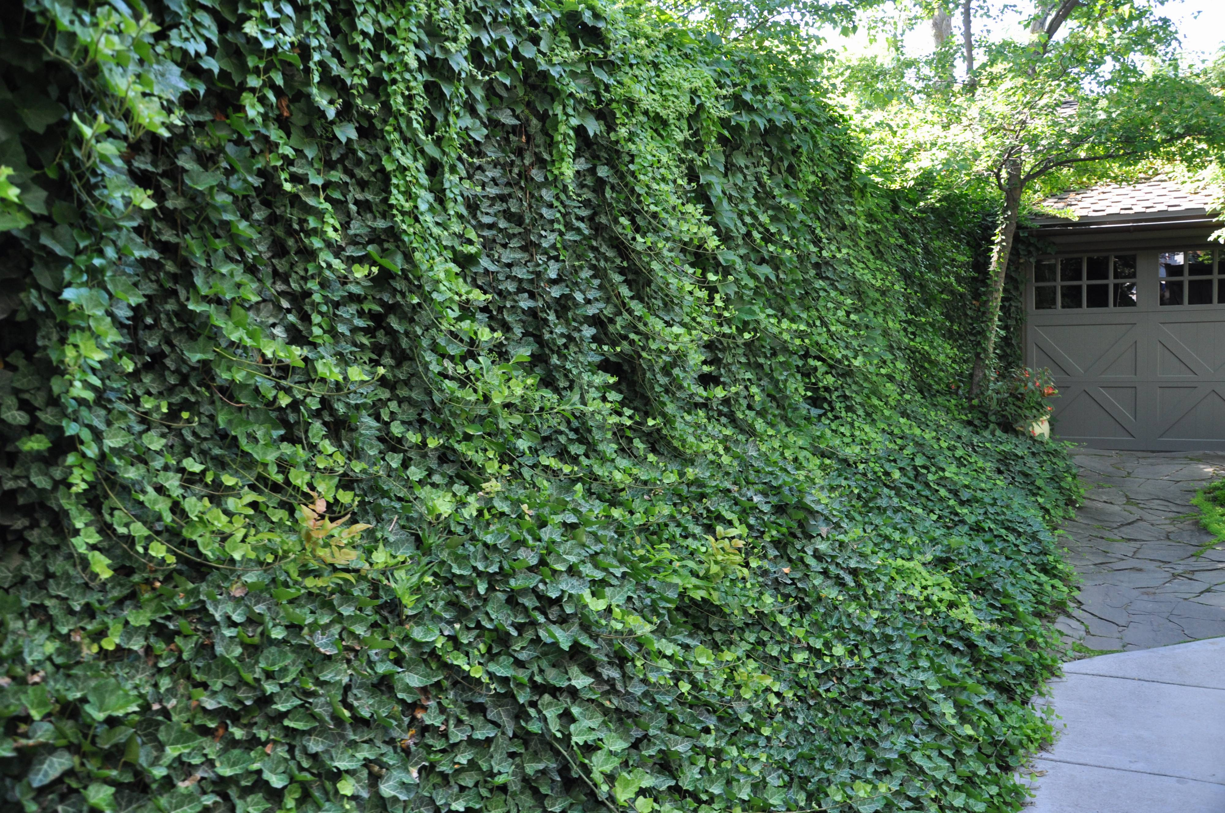 English Ivy (Hedera helix)
