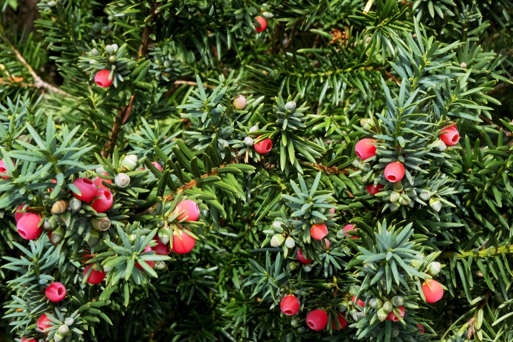 English Yew (Taxus baccata) coniferous tree with red berries