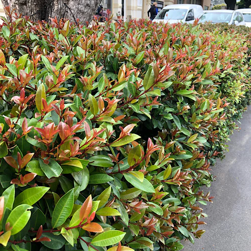 Eugenia (Syzygium paniculatum)