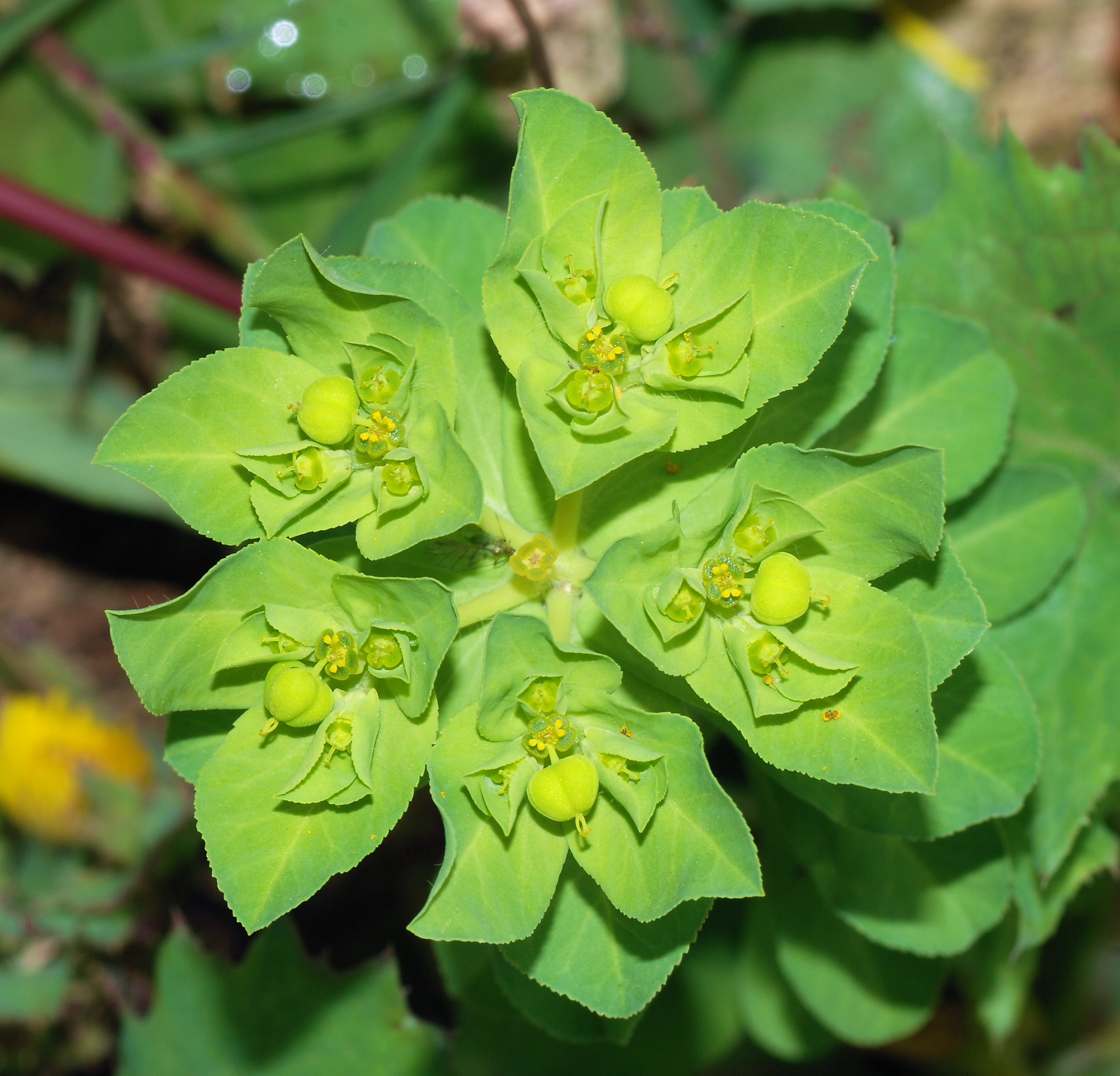 Euphorbia (Poisonous)