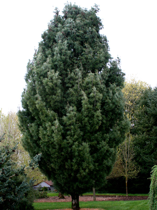 Fastigiate White Pine (Pinus strobus 
