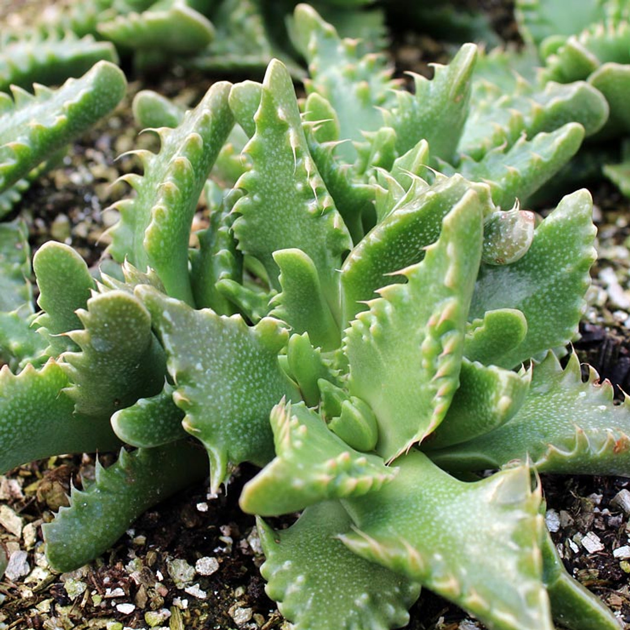 Faucaria (Tiger Jaws)