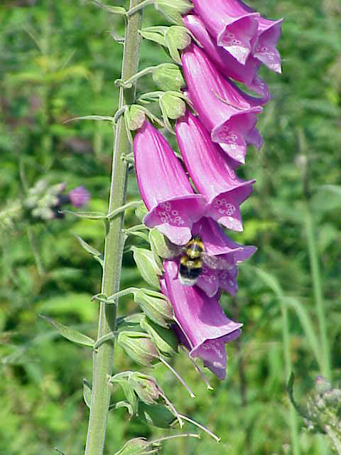 Foxglove (Digitalis purpurea)