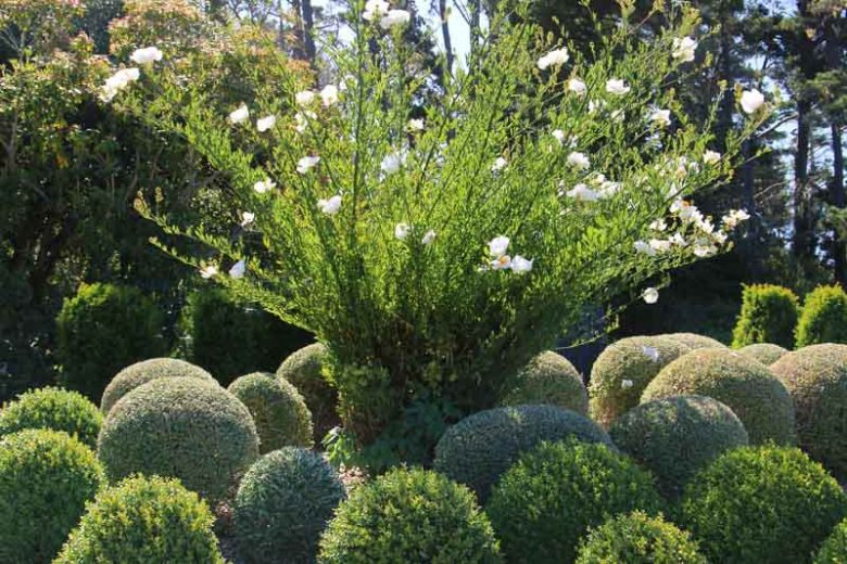 Germander (Teucrium fruticans)