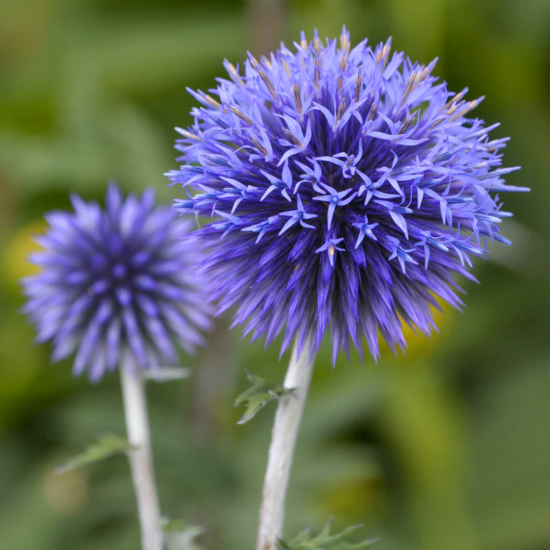 Globe Thistle (Echinops ritro)
