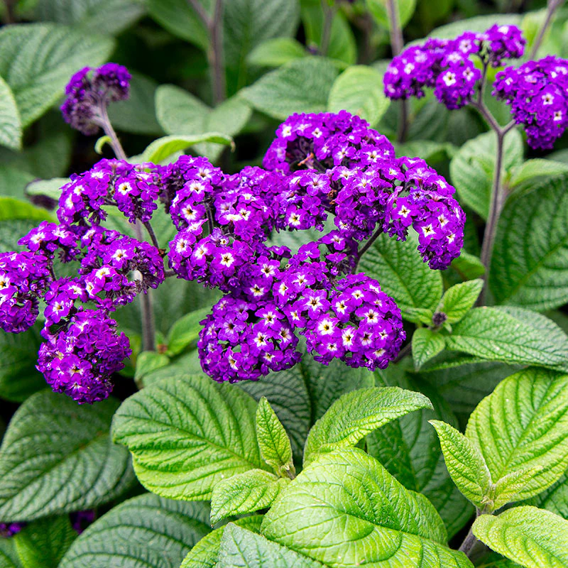 Heliotrope Plant Care