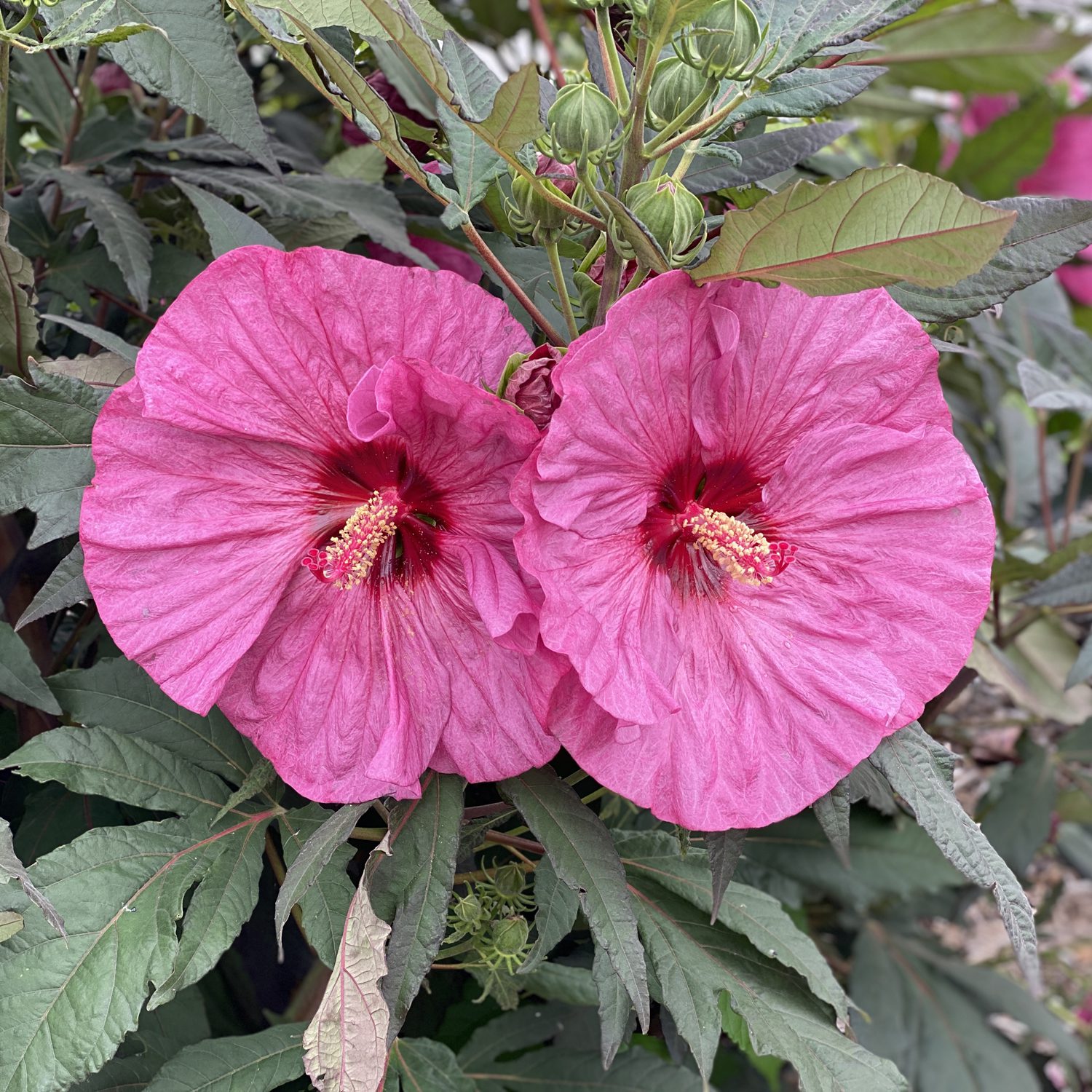 Hibiscus hybrid 