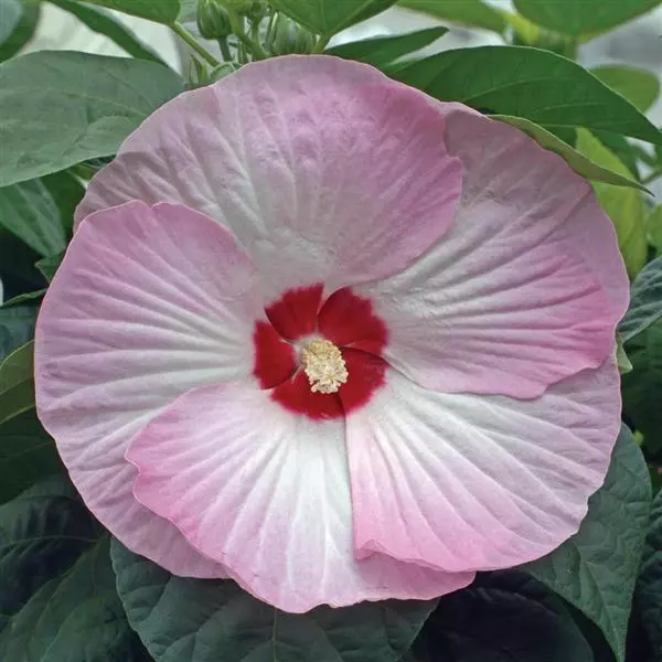 Hibiscus moscheutos 