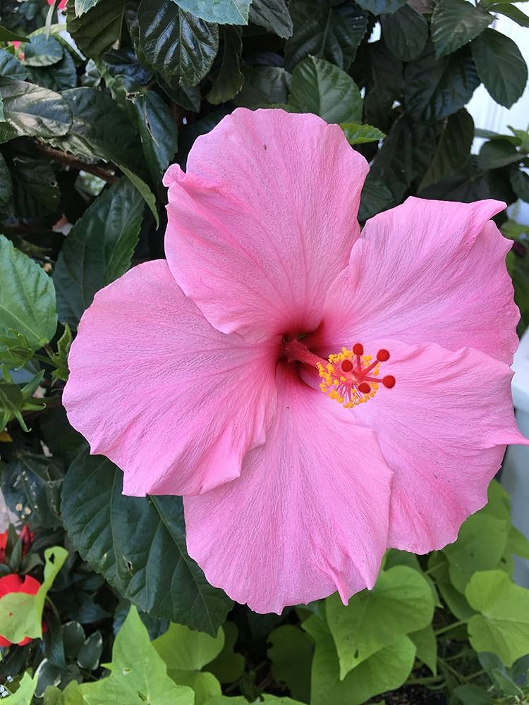 Hibiscus rosa-sinensis 