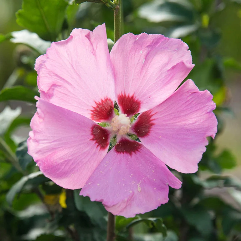 Hibiscus syriacus 