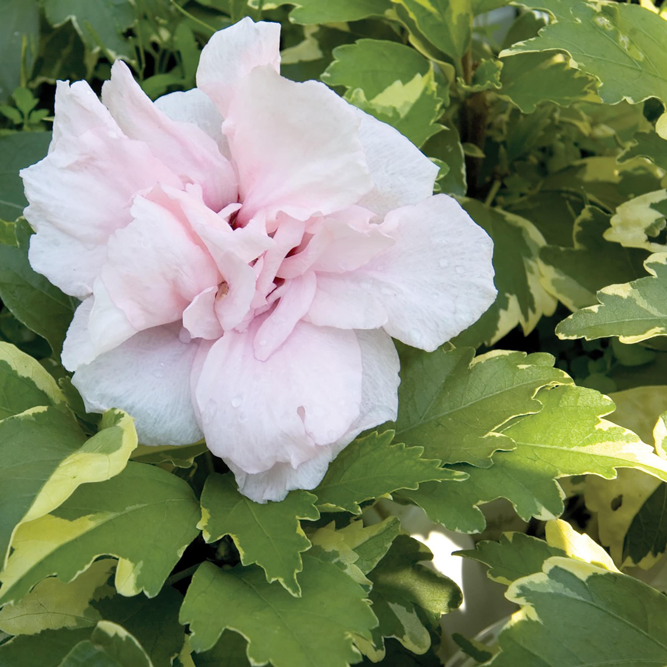 Hibiscus syriacus 