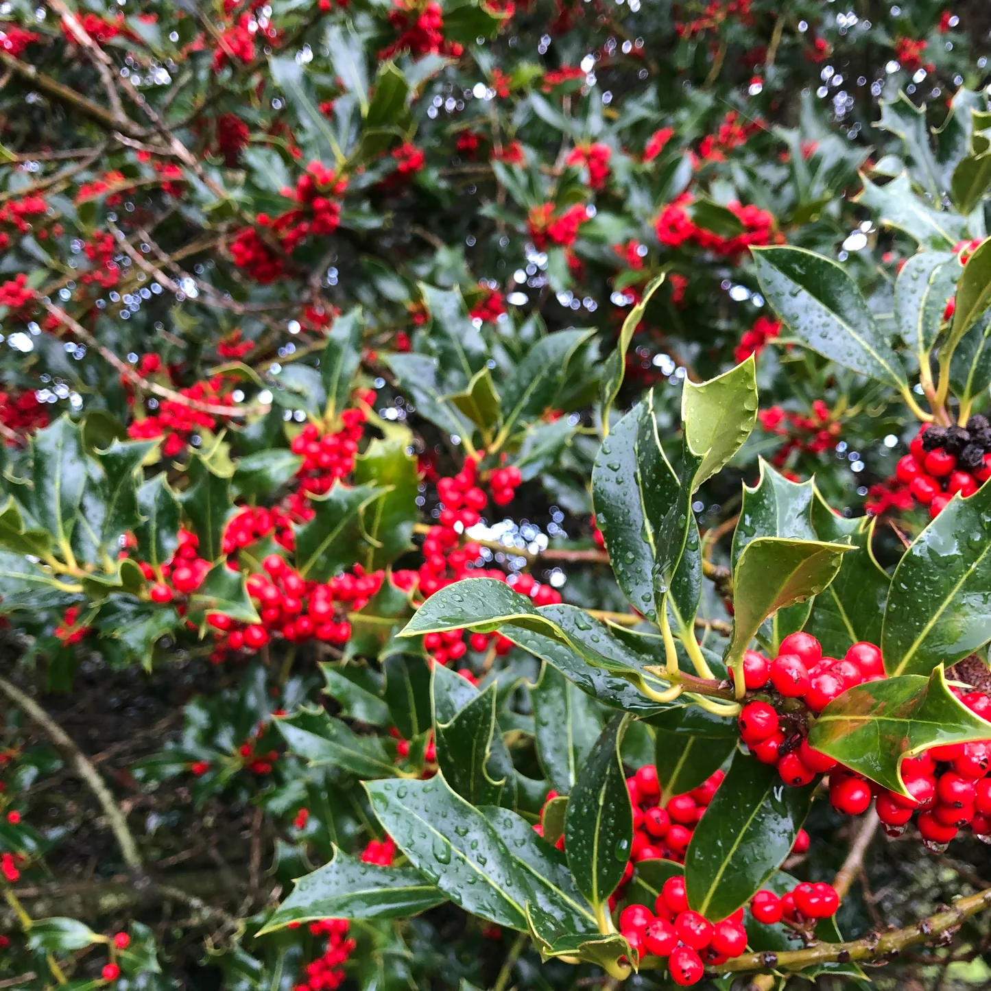 Holly (Ilex)