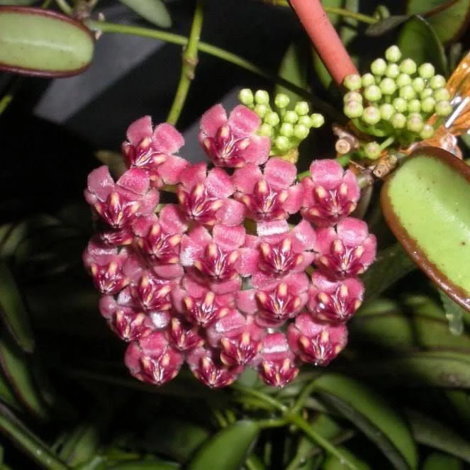 Hoya Kentiana Flower