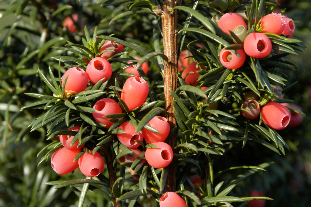 Irish Yew (Taxus baccata 