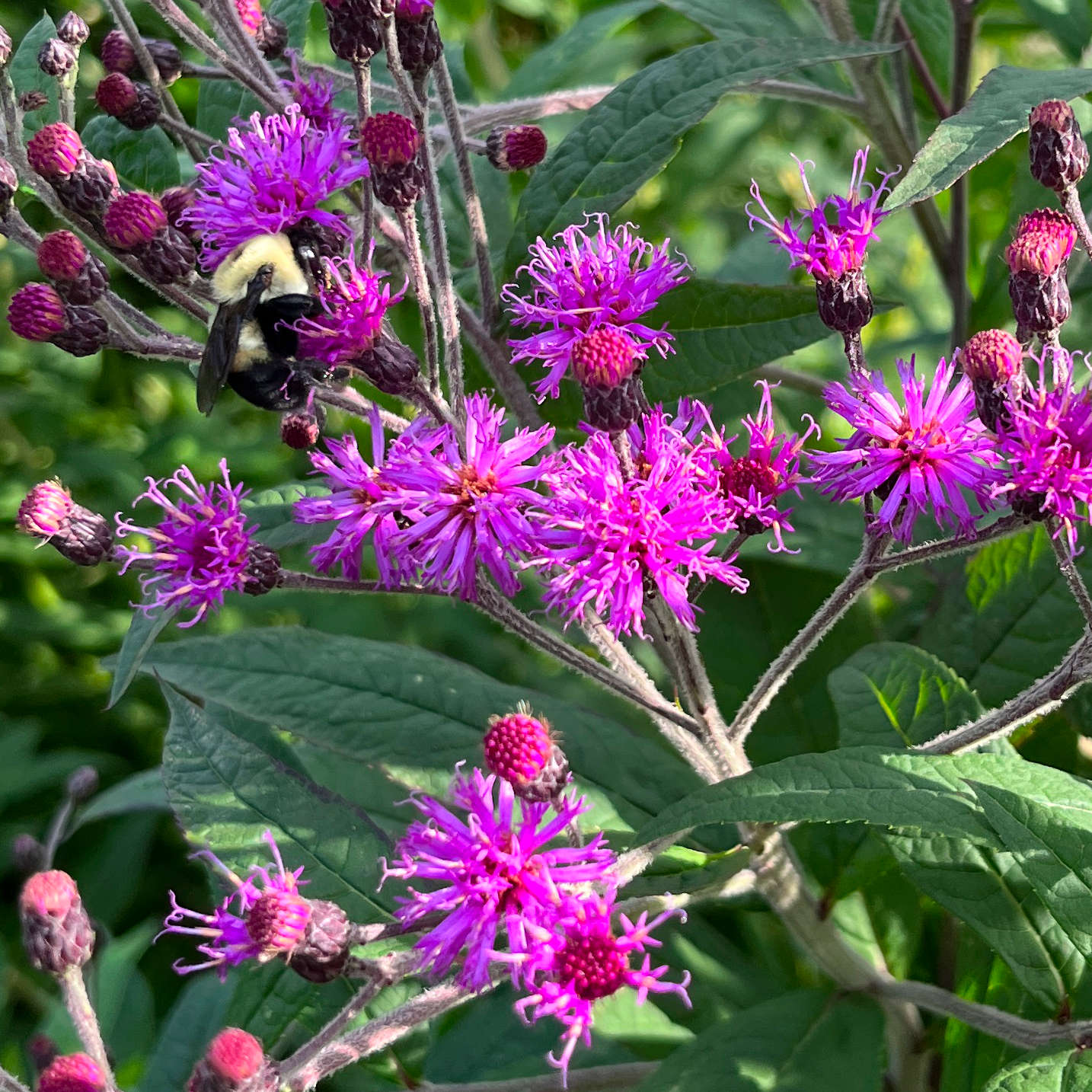 Ironweed (Vernonia gigantea)