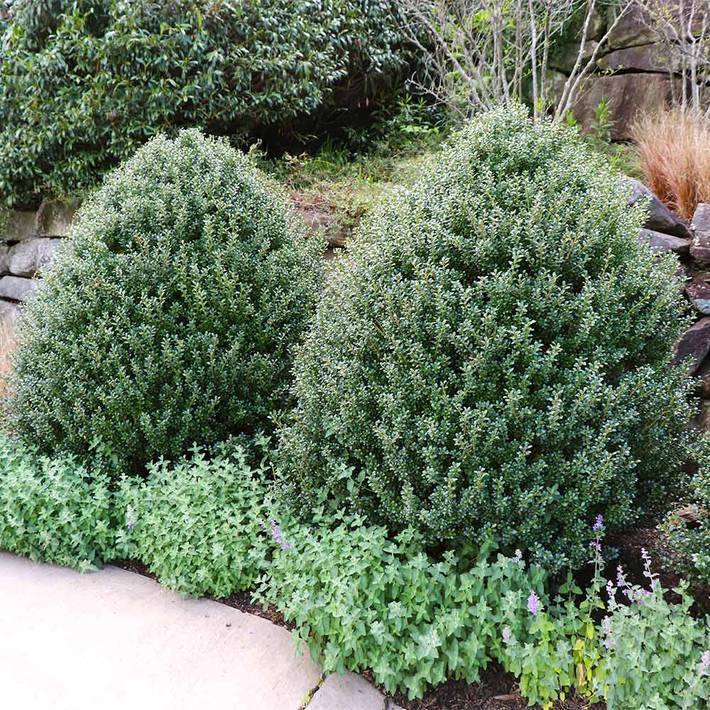 Japanese Holly (Ilex crenata) topiary plants