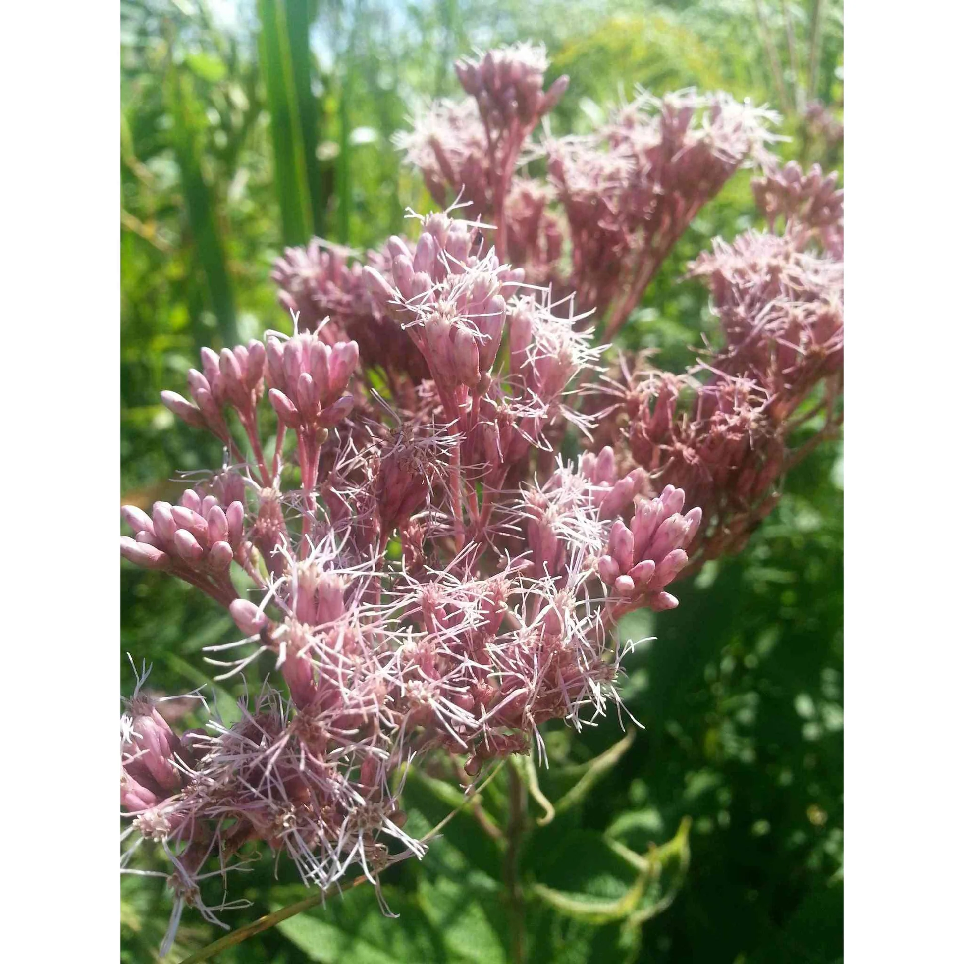 Joe Pye Weed (Eutrochium purpureum)