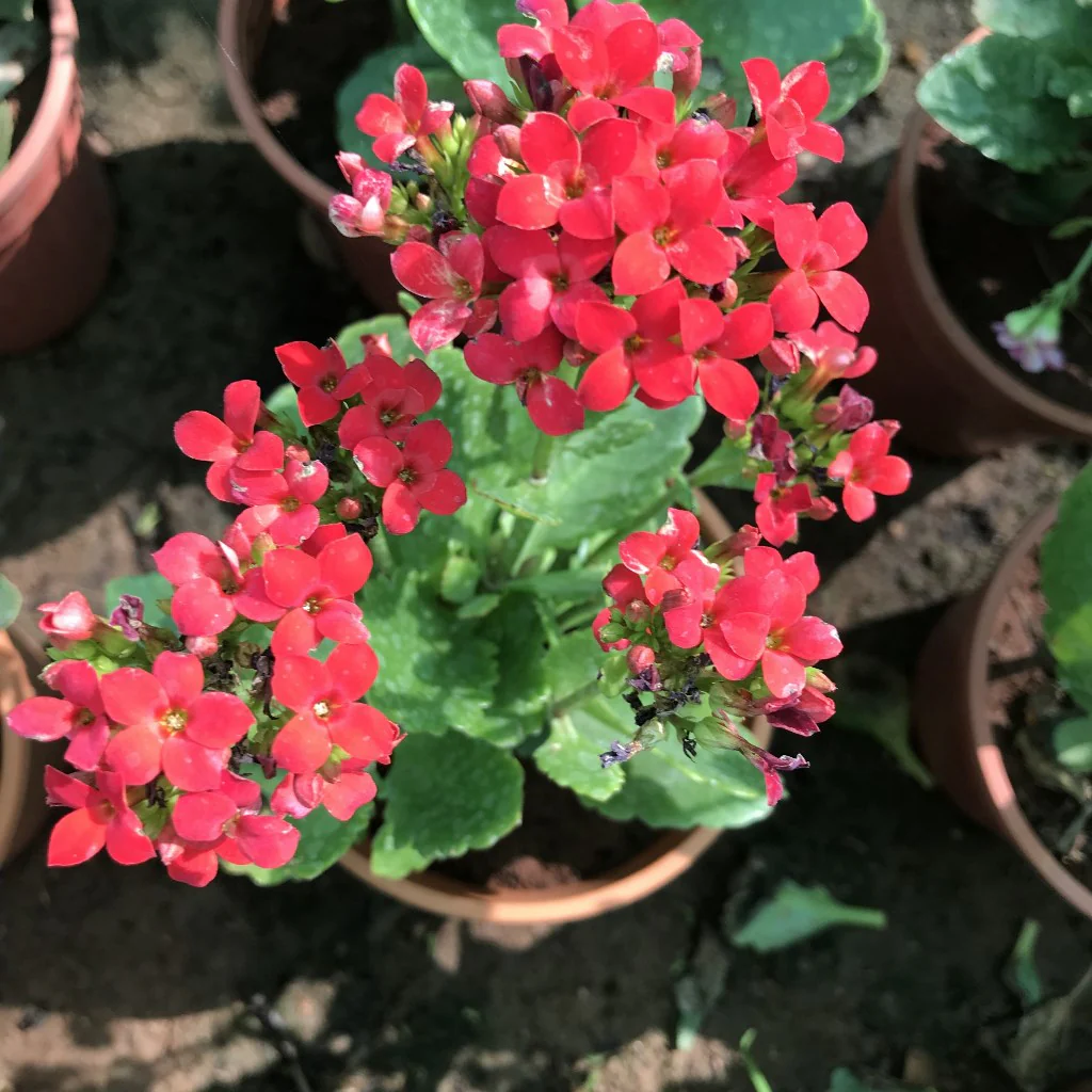 Kalanchoe blossfeldiana