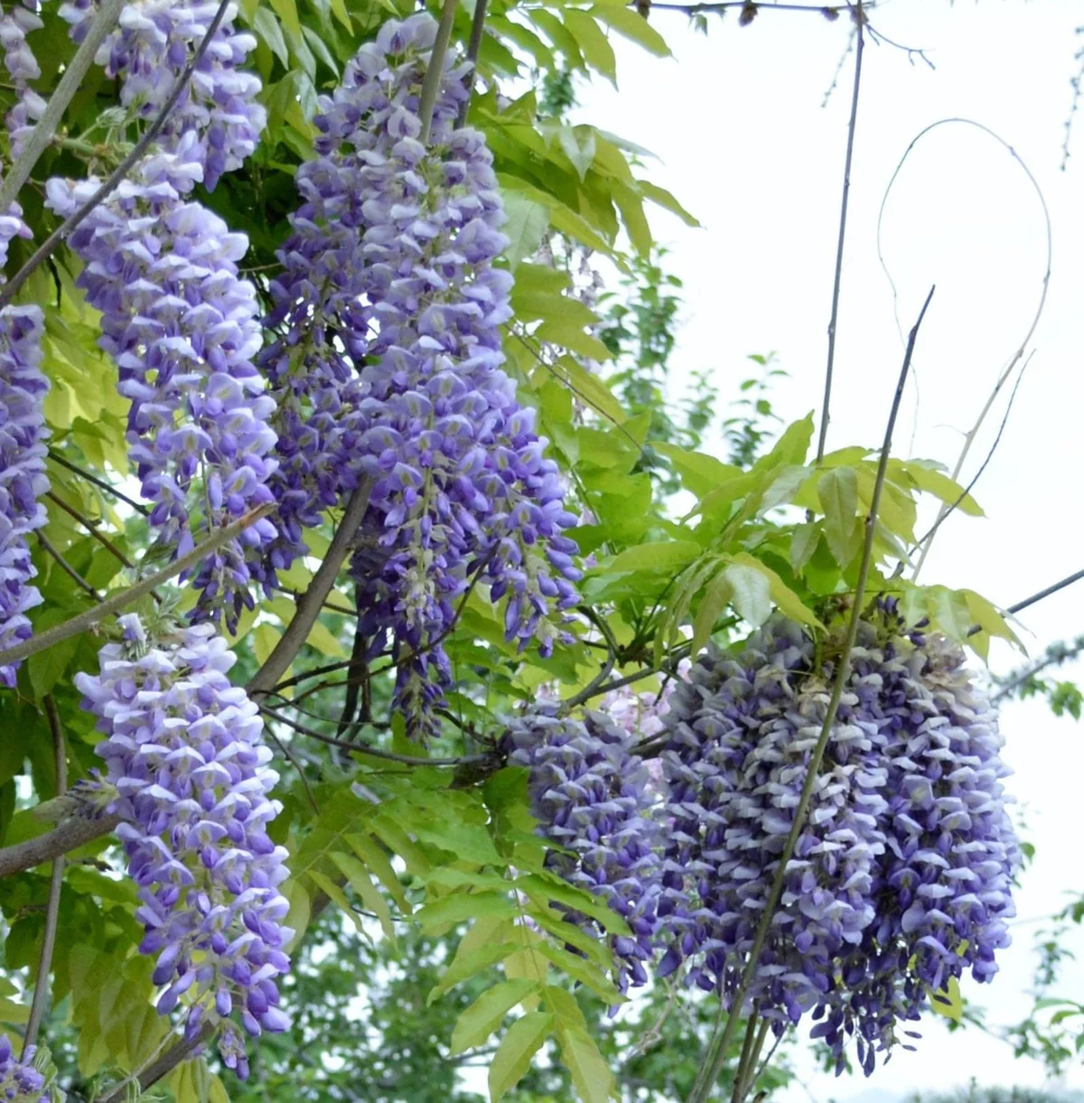 Kentucky Wisteria (Wisteria macrostachya)