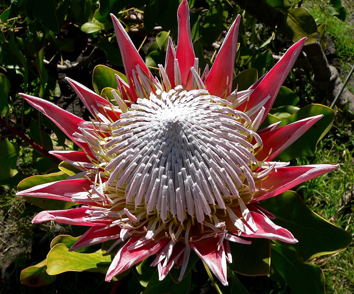 King Protea (Protea cynaroides)