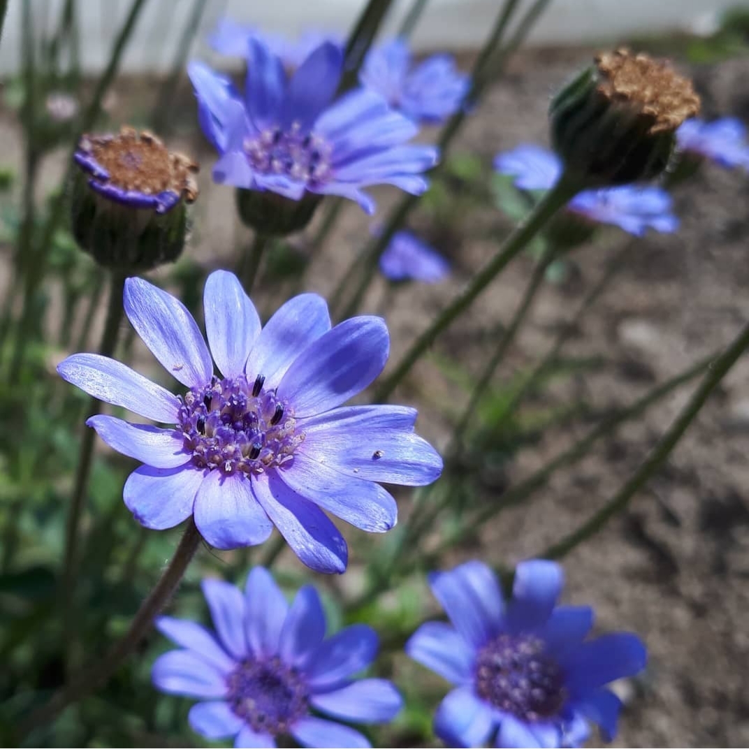 Kingfisher Daisy (Felicia bergeriana)