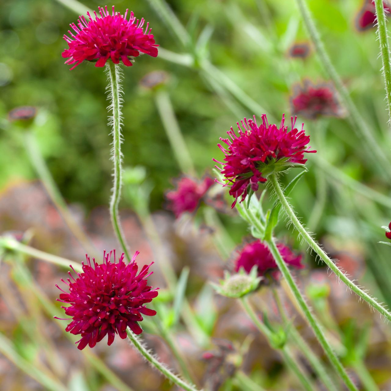 Knautia macedonica