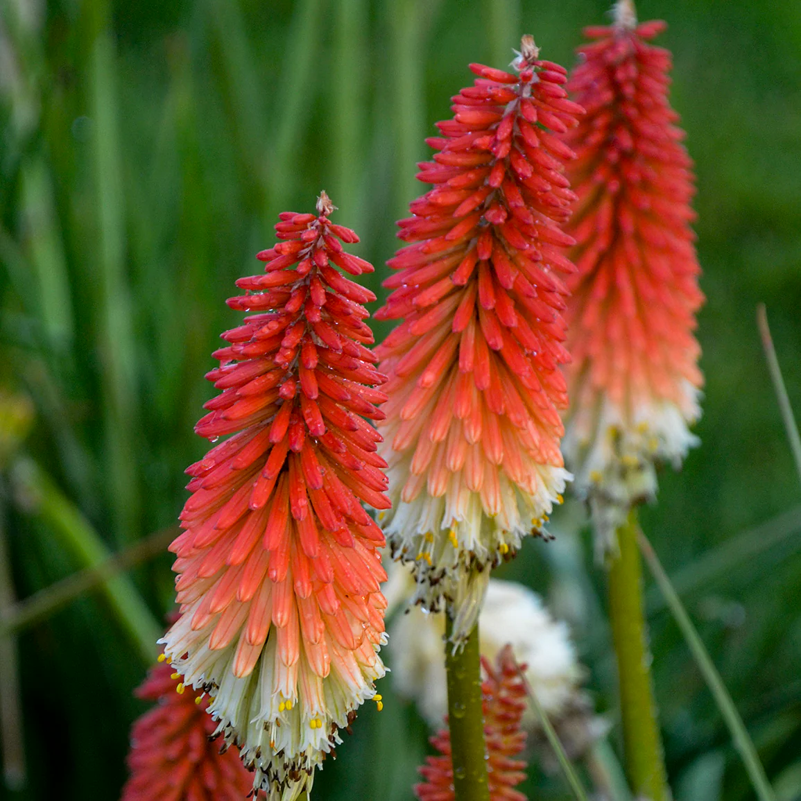Kniphofia 