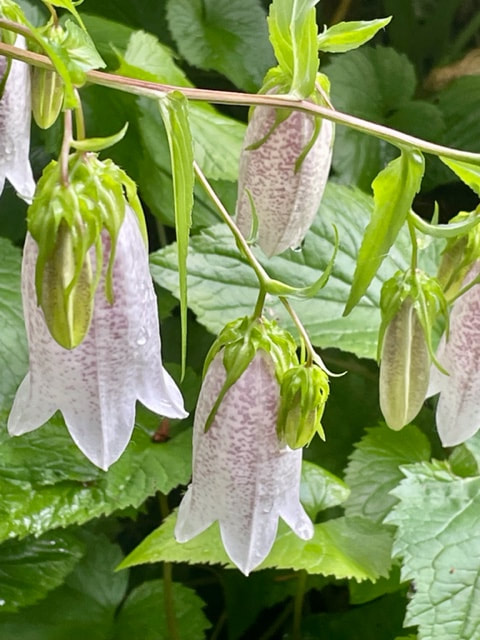 Korean Bellflower (Campanula takesimana)