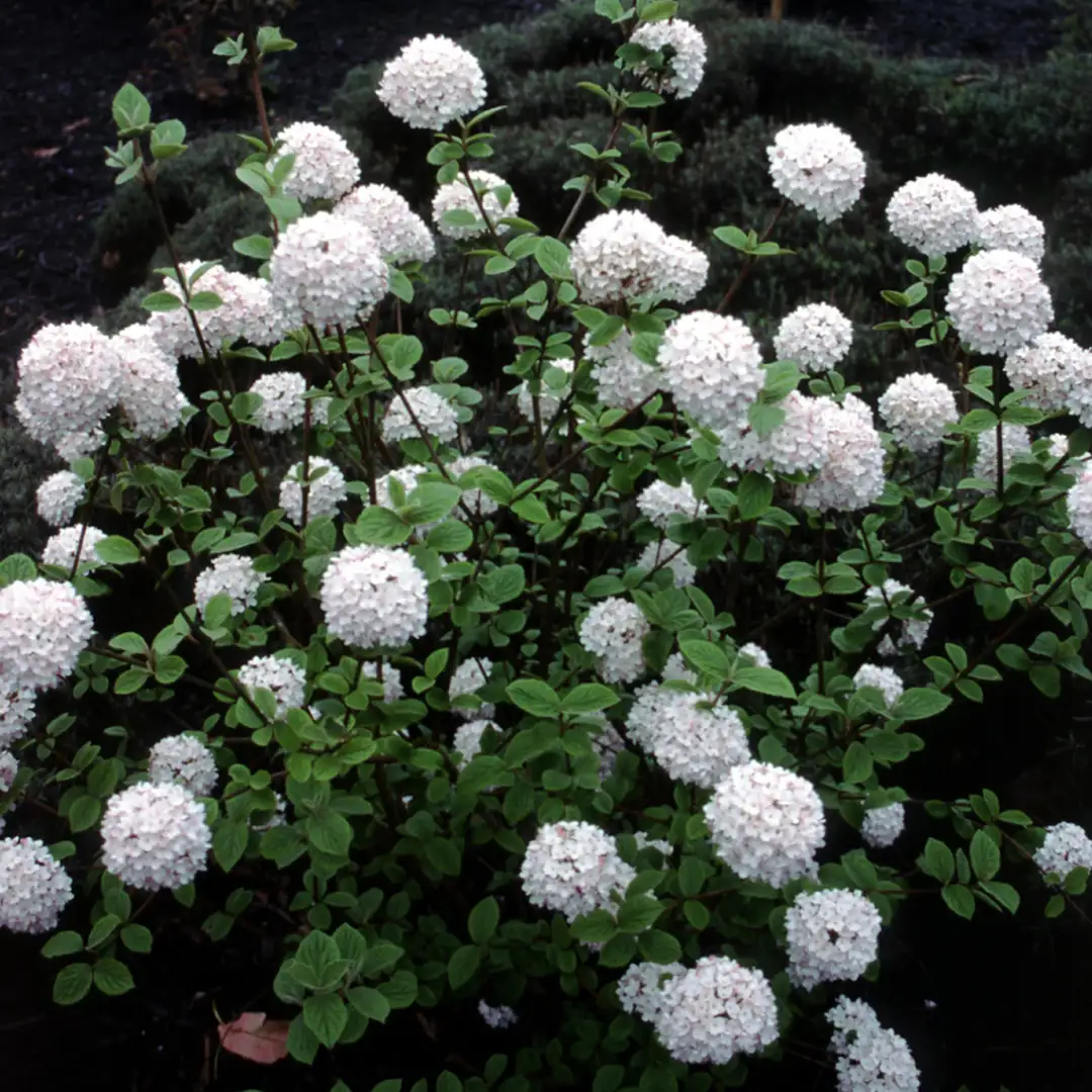 Korean Spice Viburnum (Viburnum carlesii)