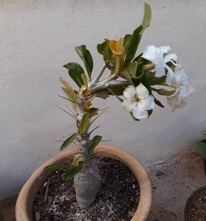 Kudu Lily (Pachypodium saundersii)