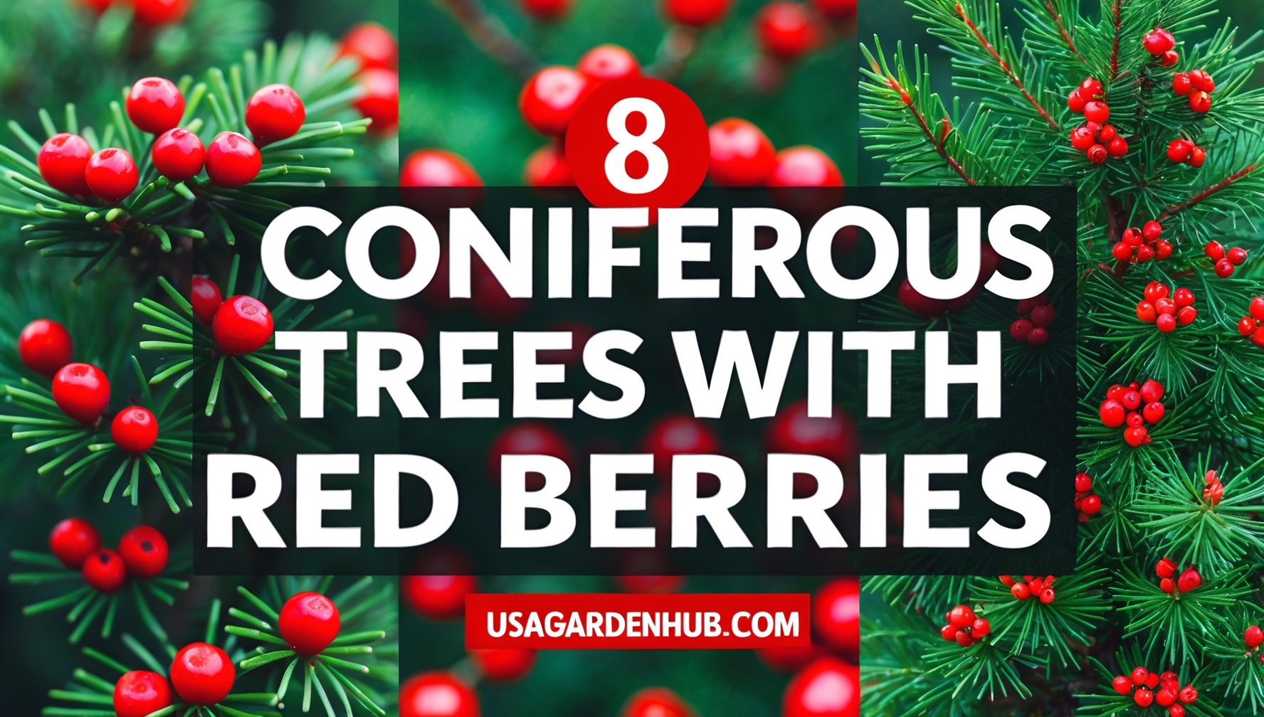 8 Beautiful Coniferous Trees with Red Berries for Your Garden