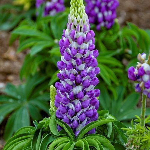 Lupine (Lupinus spp.) tall purple flowers