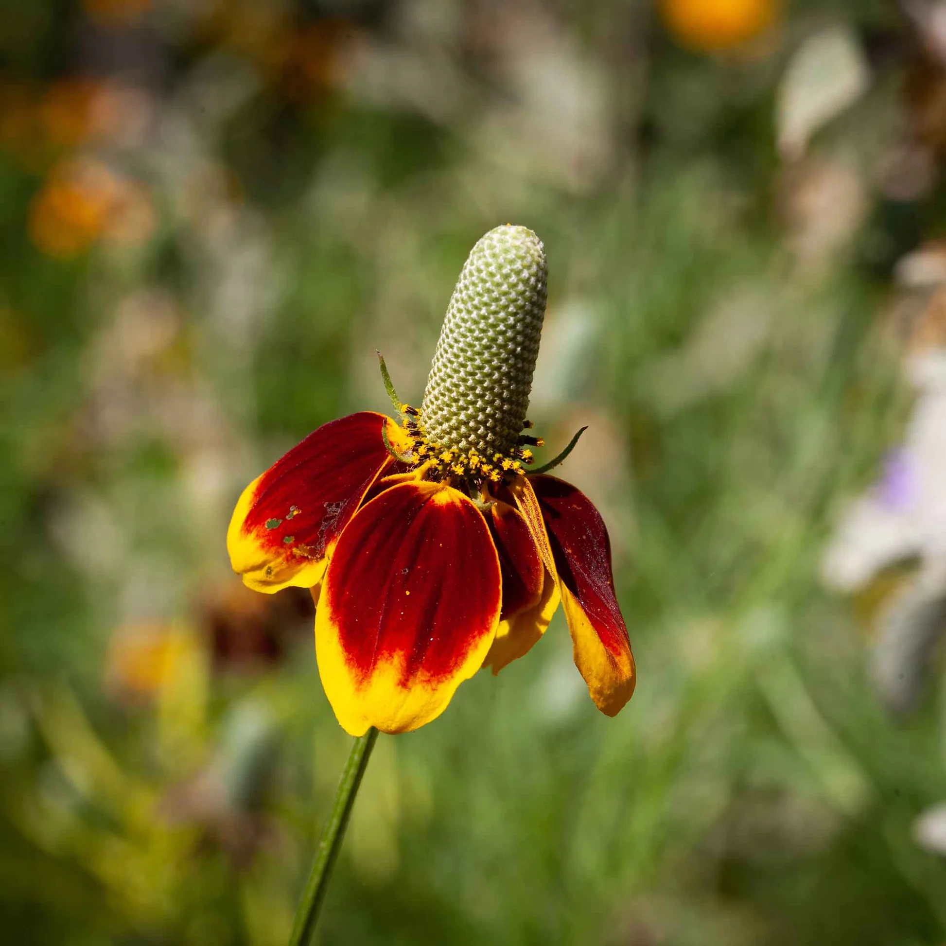 Mexican Hat Flower
