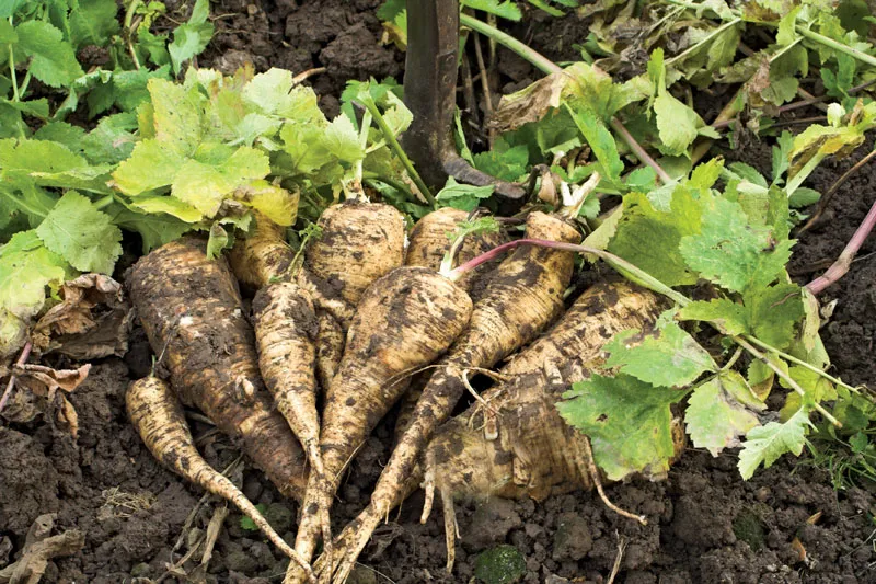 Parsnips