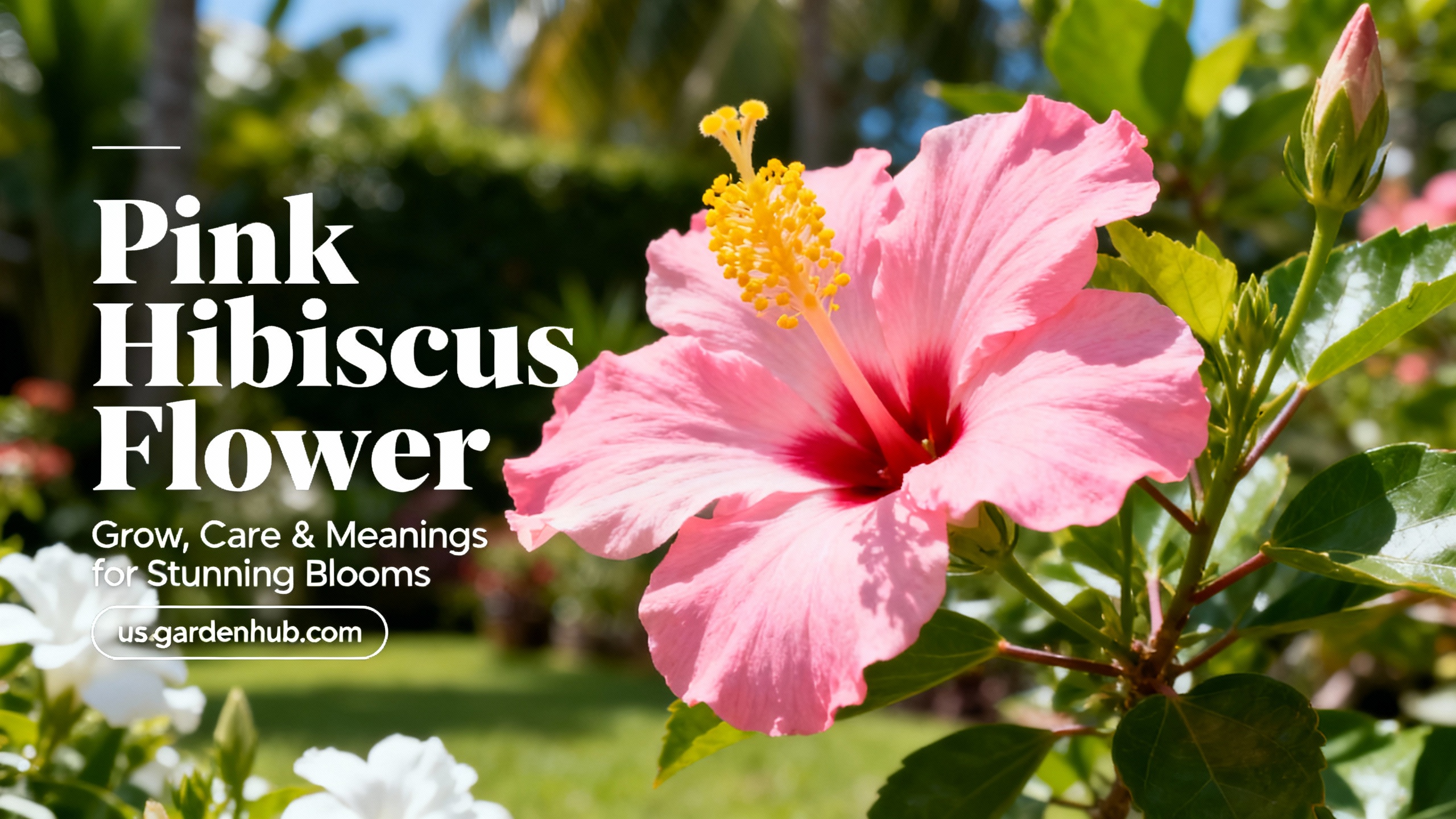 Pink Hibiscus Flower: Grow, Care, and Meanings for Stunning Blooms