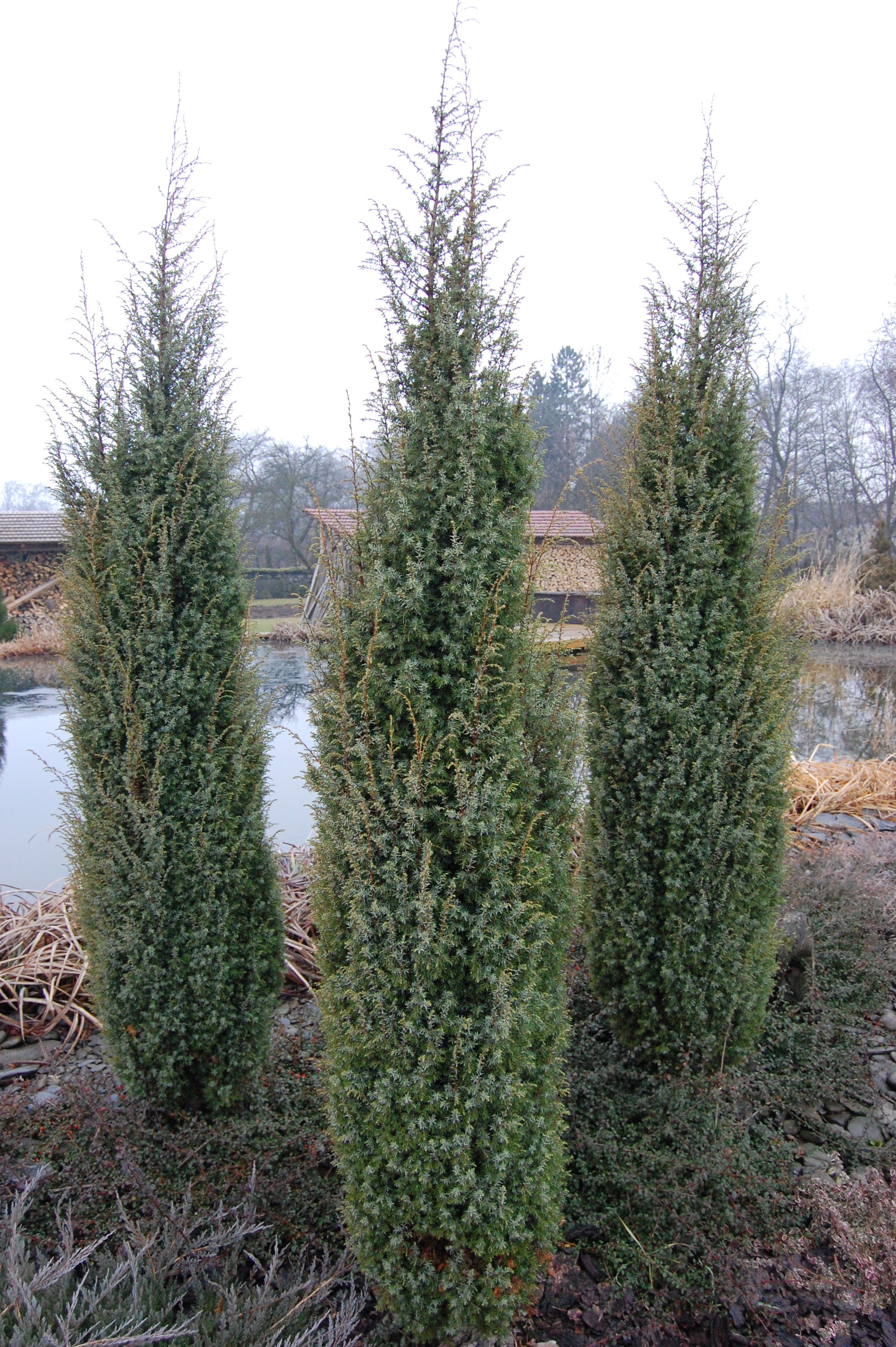 Pointe Maguire Juniper (Juniperus scopulorum 