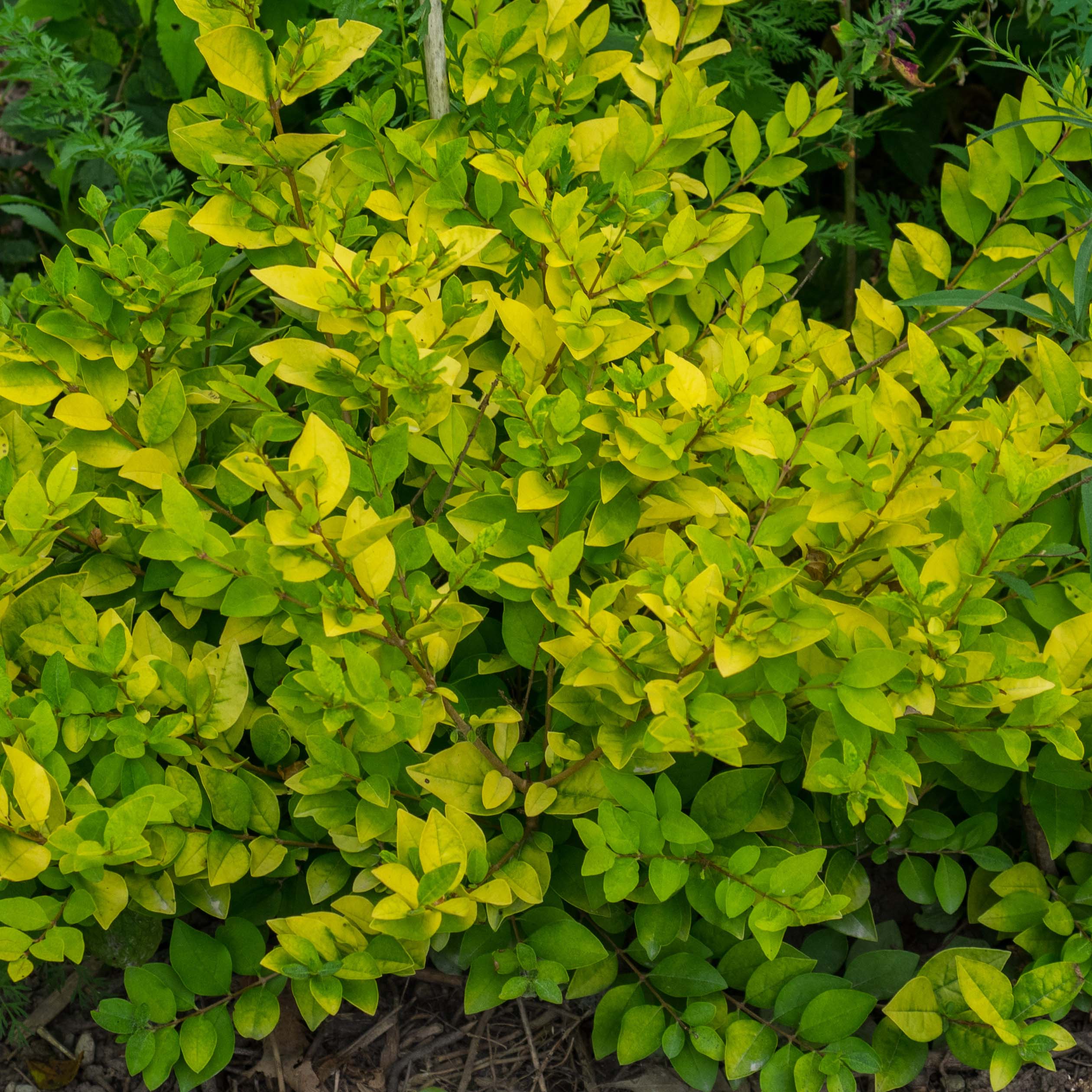 Privet (Ligustrum)
