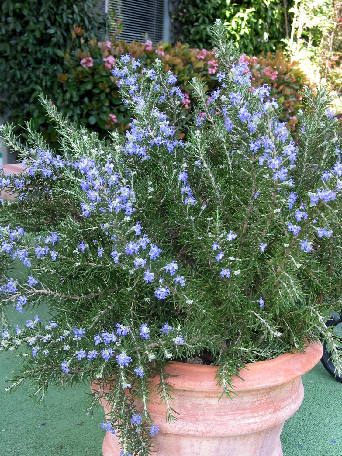 Rosemary (Rosmarinus officinalis)