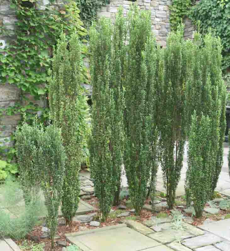 Sky Pencil Holly (Ilex crenata 