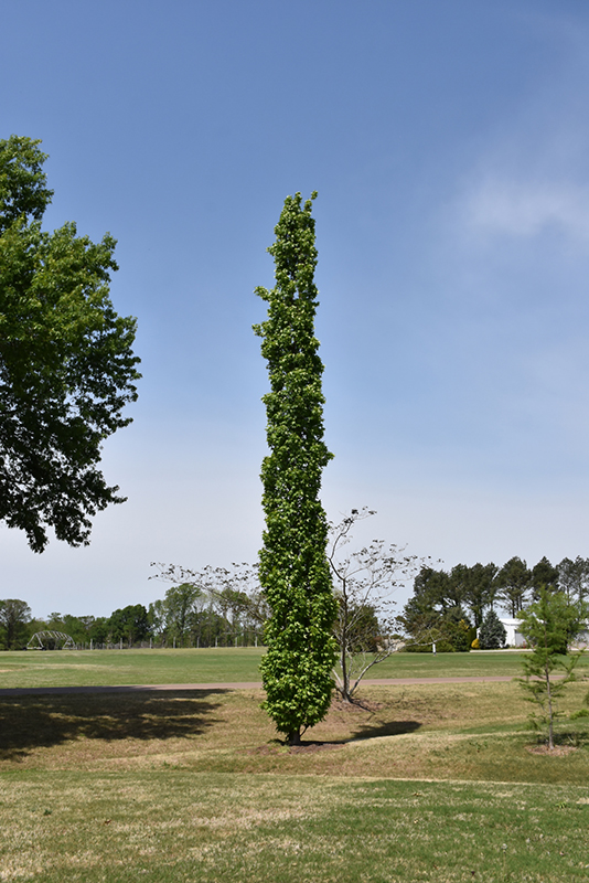 Slender Silhouette Sweetgum (Liquidambar styraciflua 
