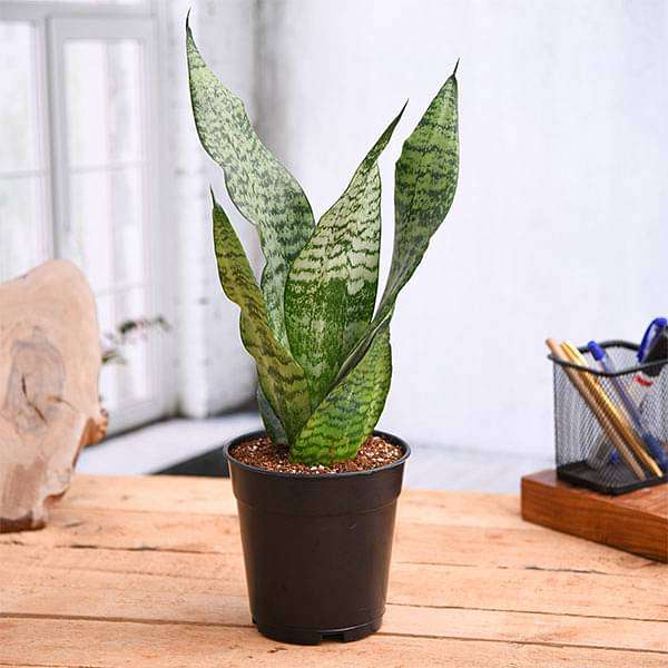 Snake Plant (Sansevieria trifasciata)
Houseplants to Add Fun Personality to Your Home