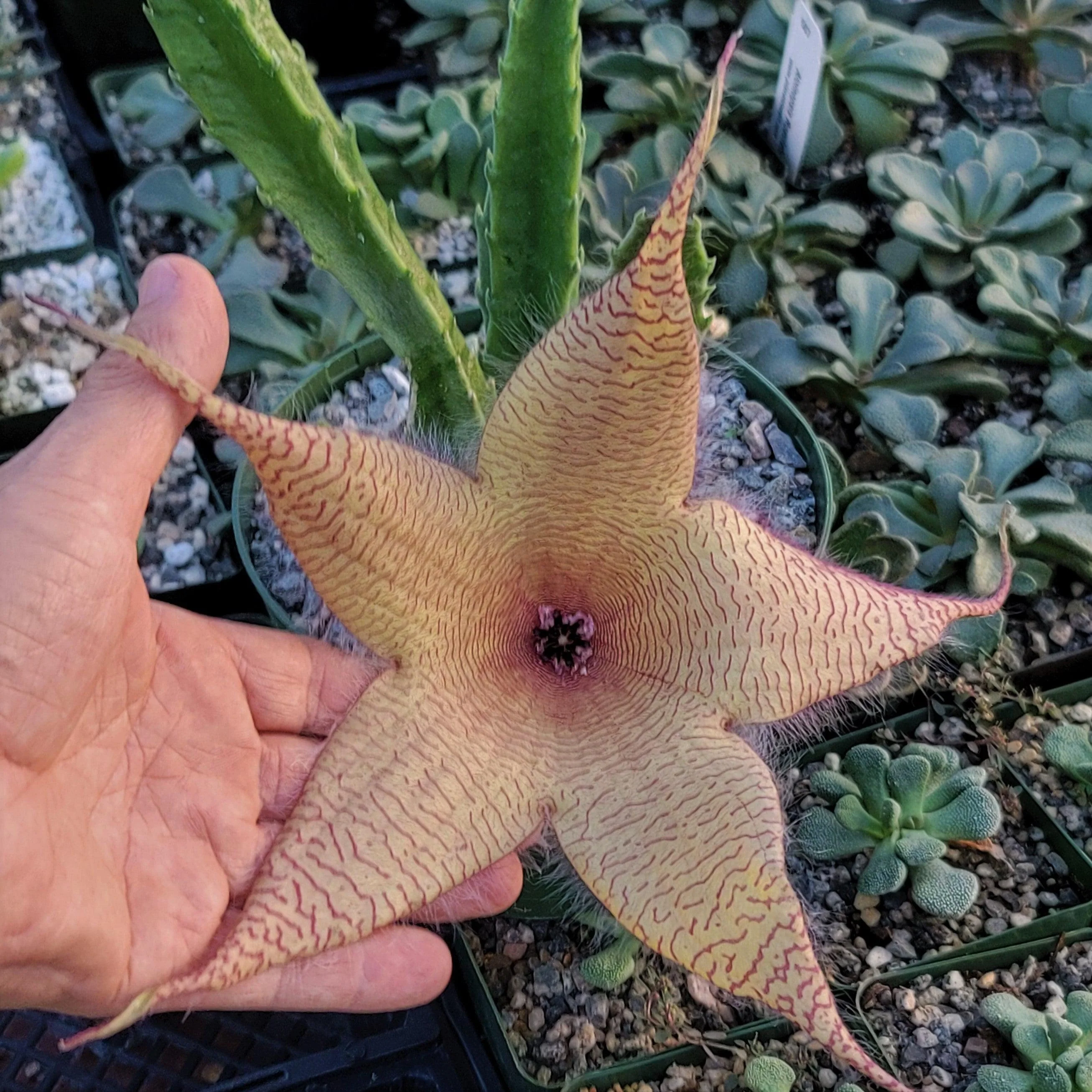Stapelia (Carrion Flower)