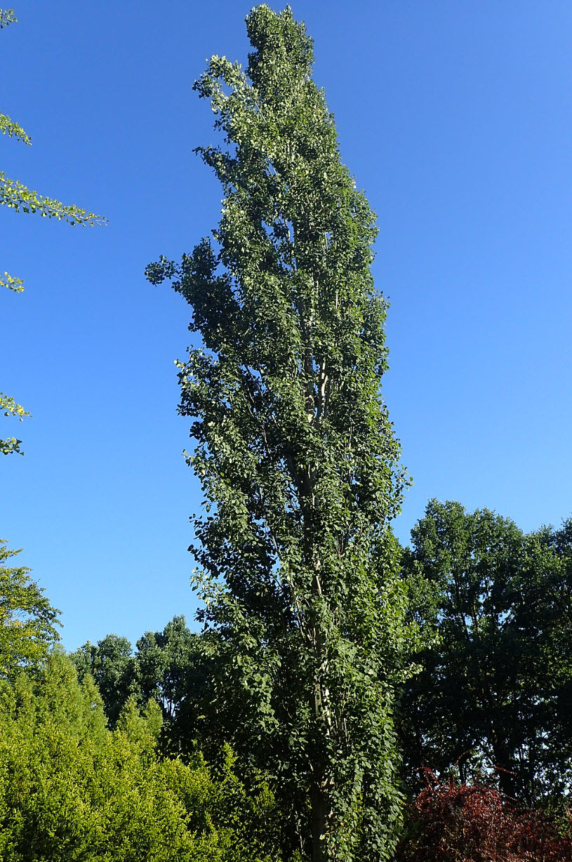 Swedish Aspen (Populus tremula 