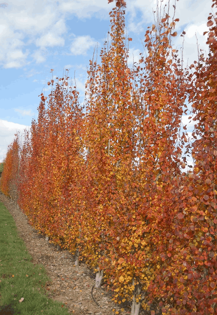 Swedish Aspen (Populus tremula 