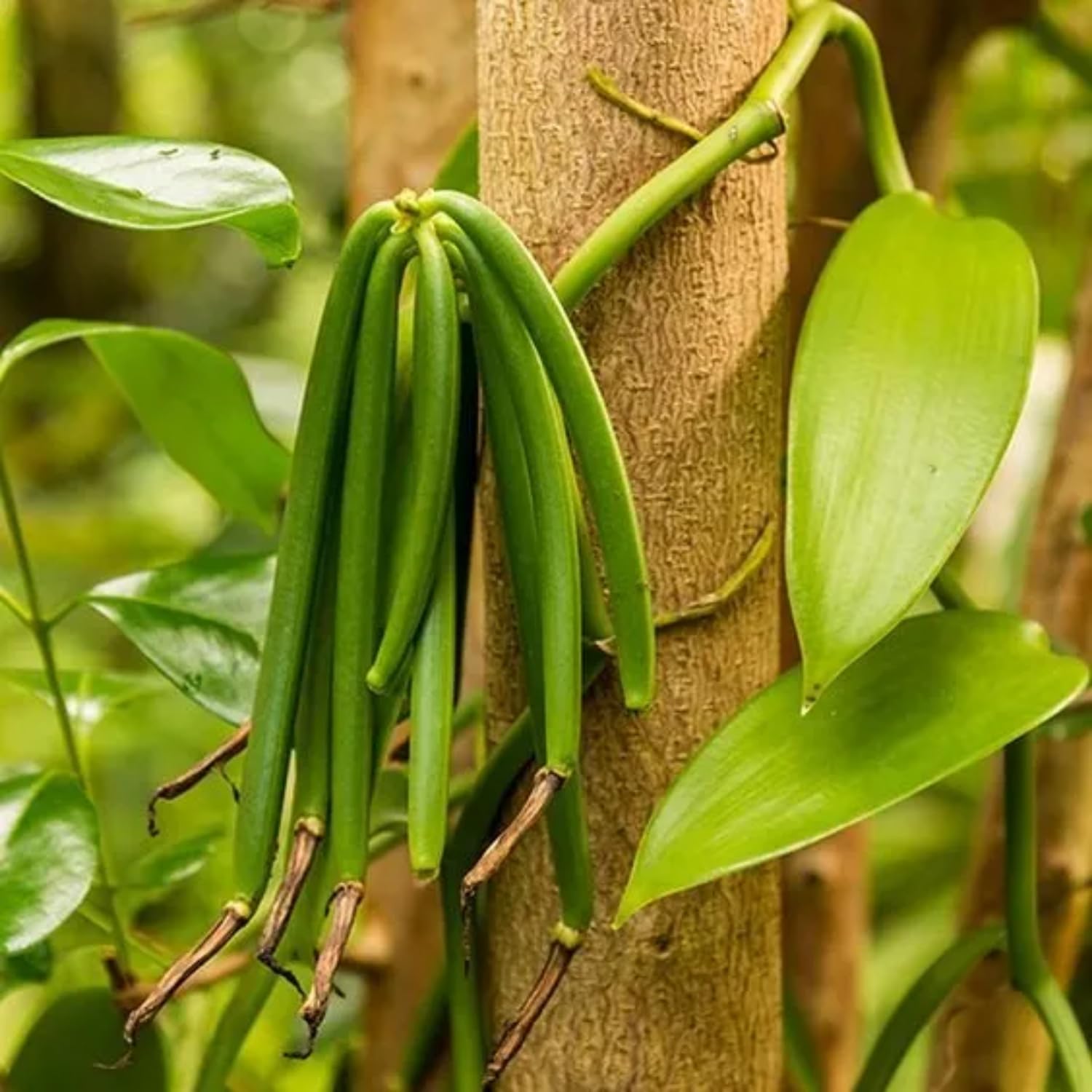 orchid Vanilla planifolia