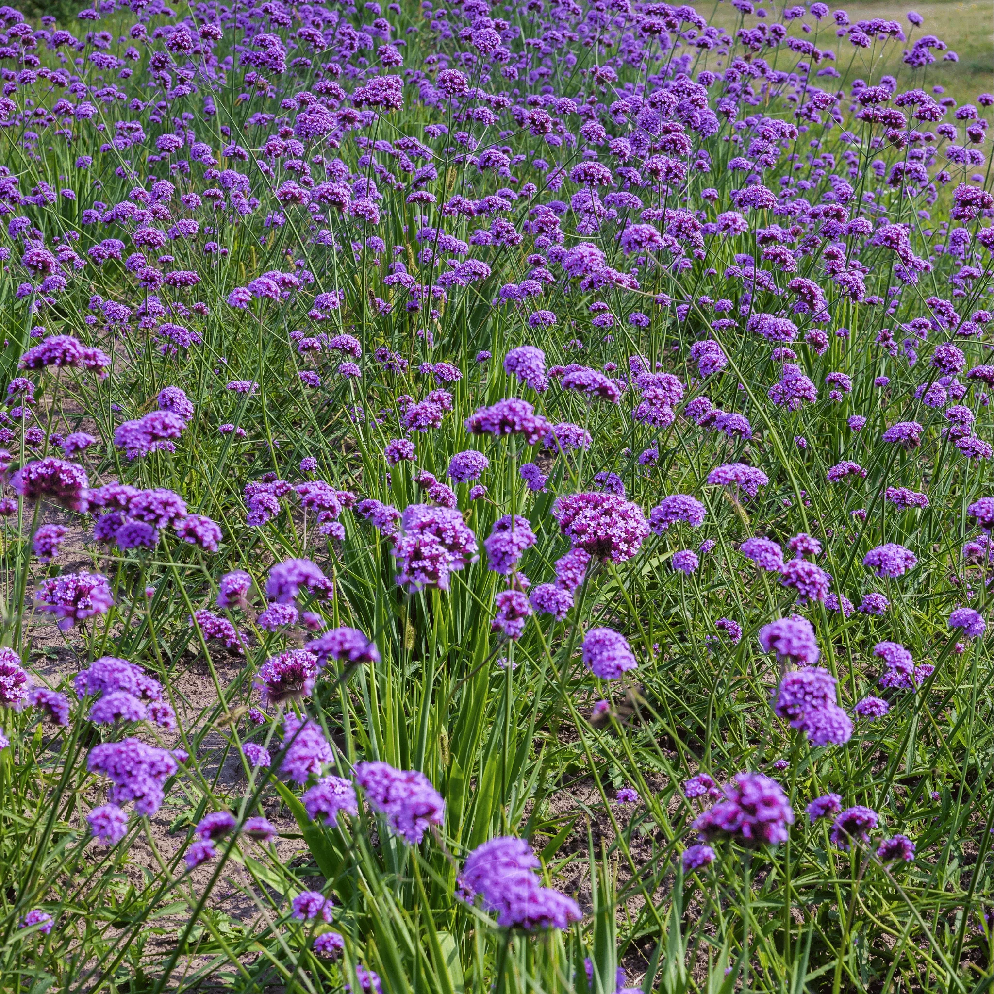 Verbena bonariensis (Tall Verbena)