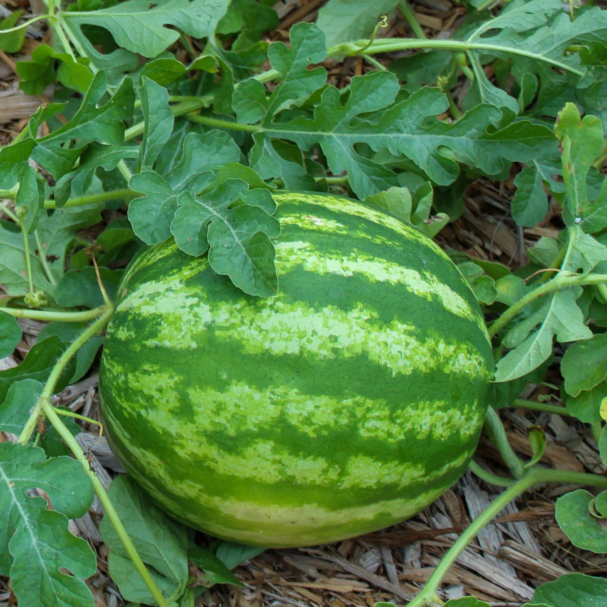 Crimson Sweet  Sweetest Watermelon Varieties