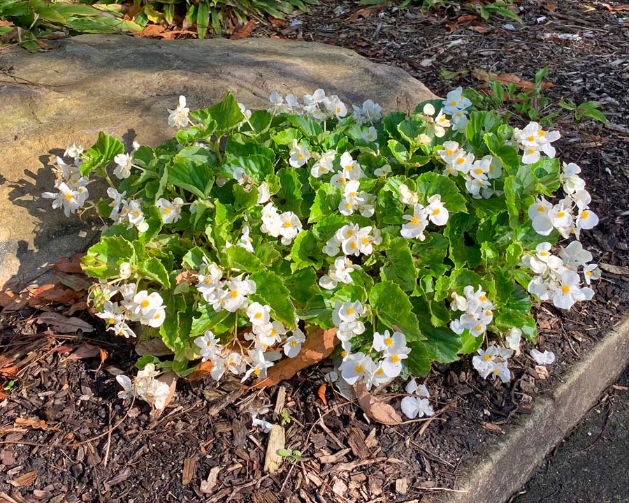 White Begonia (Begonia semperflorens)