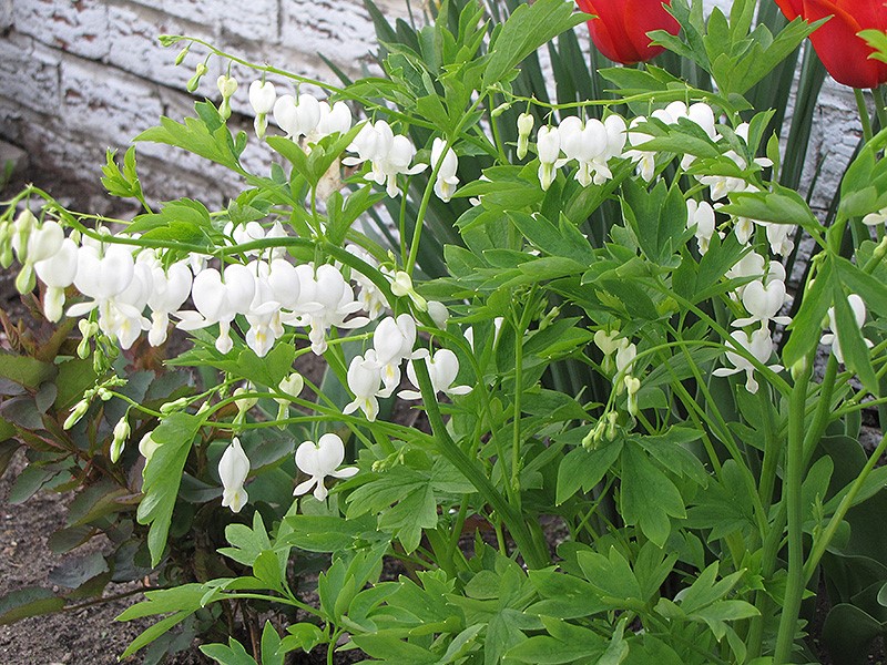 White Bleeding Heart (Dicentra spectabilis)