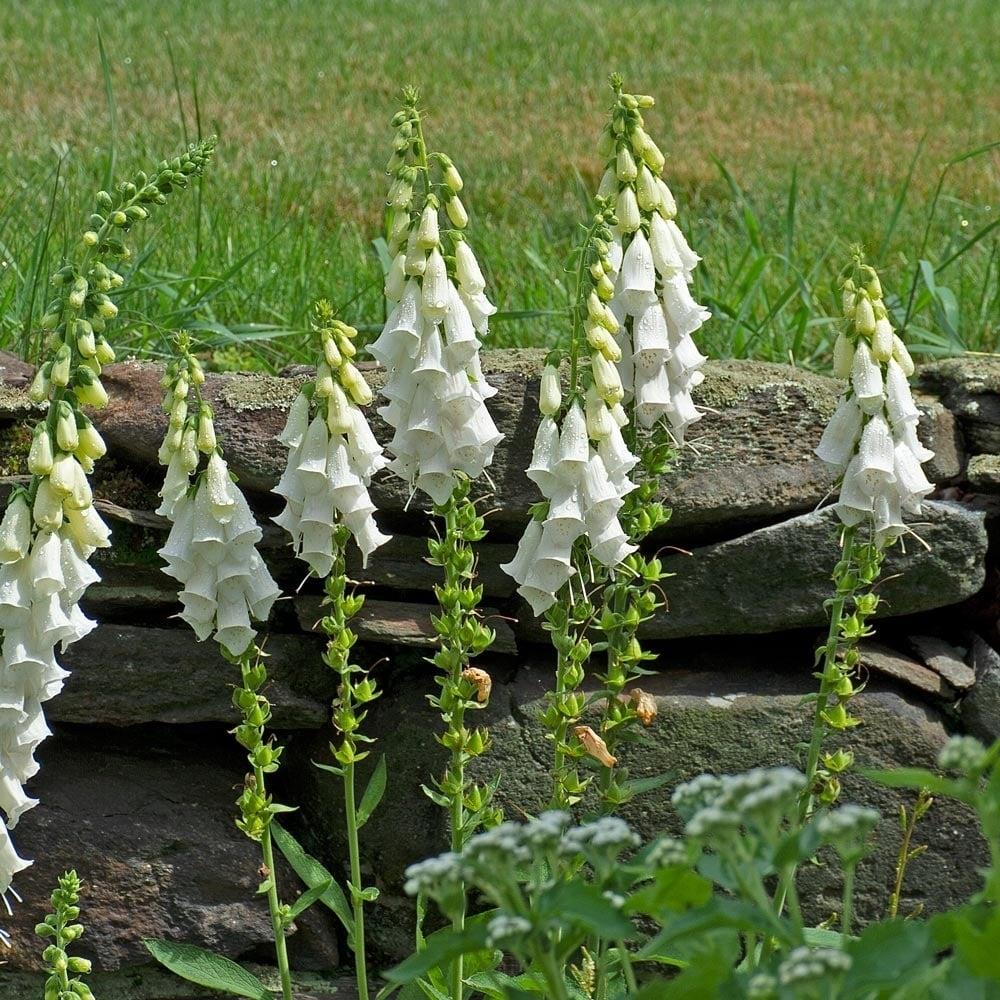 White Foxglove (Digitalis purpurea)
